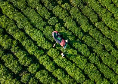 Farmer harvesting tea