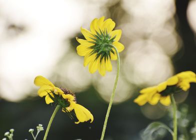 Yellow flowers