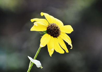 A yellow flower