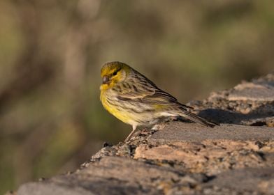 canary bird photography