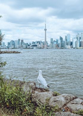 Seagull by the CN tower