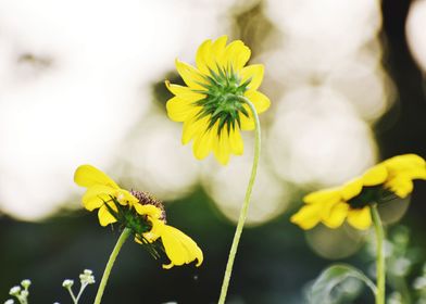 Yellow flowers