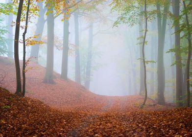 Foggy Forest Path