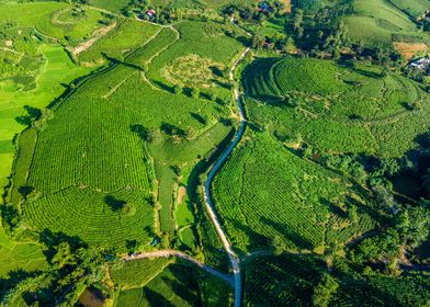Aerial view of tea farms