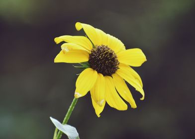 A yellow flower