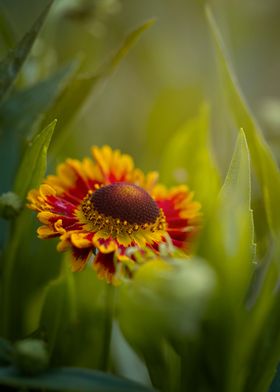 Yellow red Helenium flower