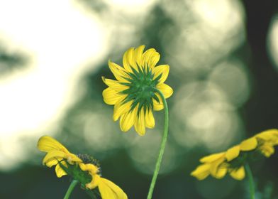 Yellow flowers