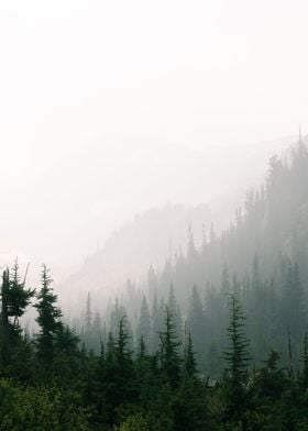 green pine trees FOG