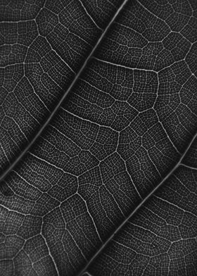 Leaf Texture and Pattern