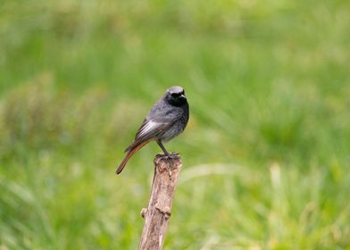 photography of a bird