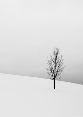 Grey Tree Winter and White