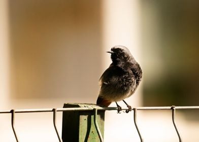 photography of a bird