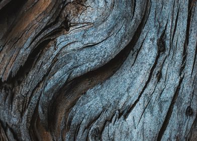 Tree Trunk Wood Texture 