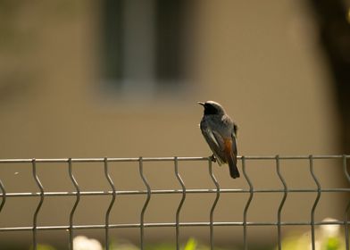 photography of a bird