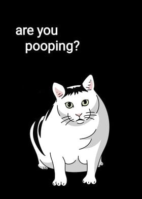 White Cat are you pooping