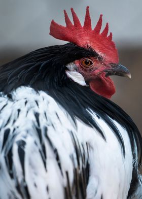 photography of a rooster