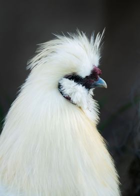 photography white chicken
