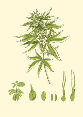 Cannabis plant marijuana