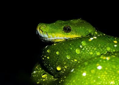 A Green Tree Python