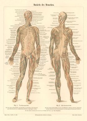 Medicine muscles of man