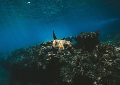 Sea Turtle