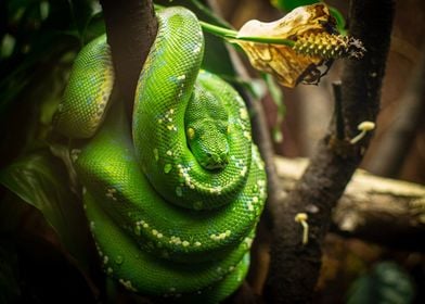 Green Snake