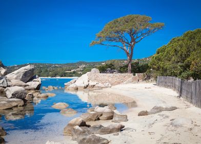 Pines Sea Beach Corsica