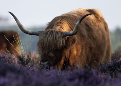 Grazing Highland cow