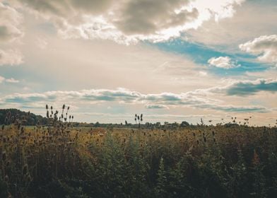 Autumn meadow landscape 