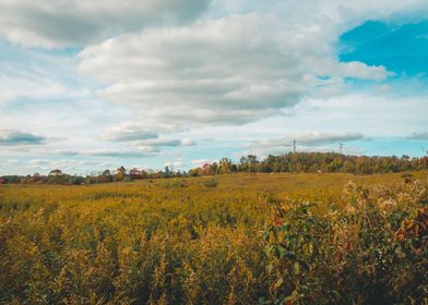 Landscape of a meadow 