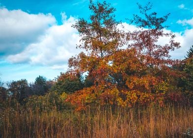 Autumn trees in a meadow