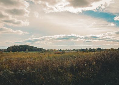 Golden hour in a field 