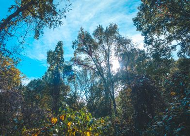 Sun peaking into the woods