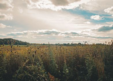 Meadow grass at sunset