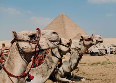 Pyramids Of Giza In Egypt