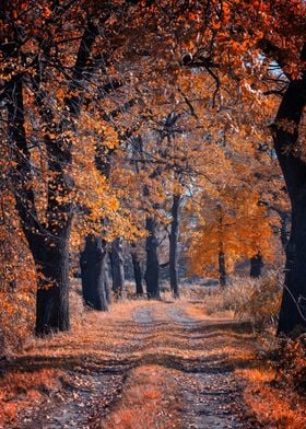 Autumn alley and old trees