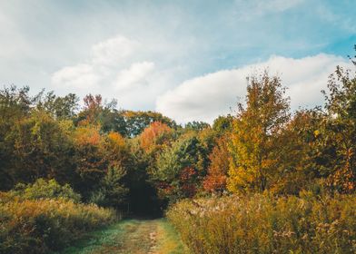 Autumn meadow path 