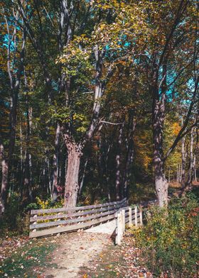 Wooden bridge in the woods