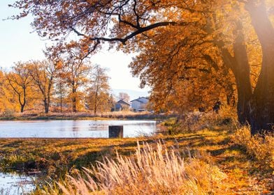 Golden Autumn by the pond