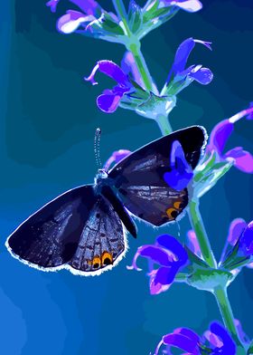 beauty butterfly