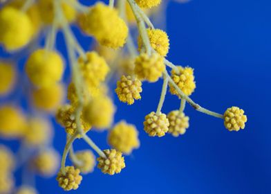 yellow flowers