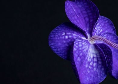 purple orchid  