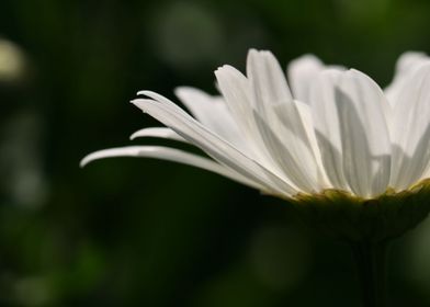 garden daisy flower