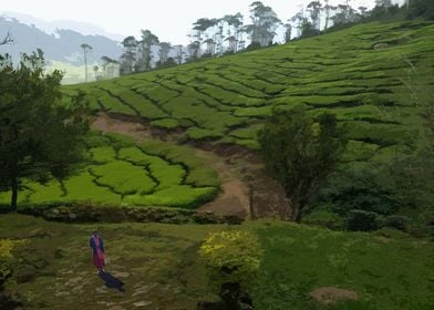  Munnar Landscape