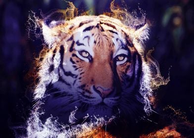 Wild Tiger 06