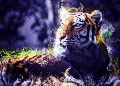 Wild Tiger 08