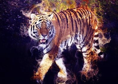 Wild Tiger 05