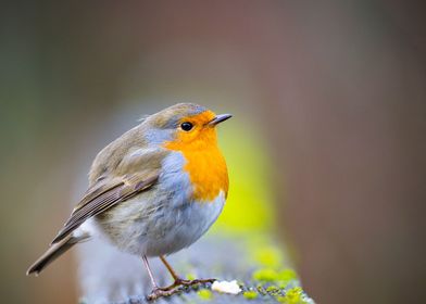 Robin Portrait