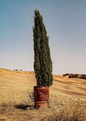 ValdOrcia  Cypress In Can