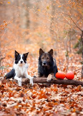 Dogs in the autumn forest